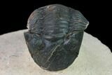 Paralejurus Trilobite From Morocco - Check Out The Eye Facets #171497-6